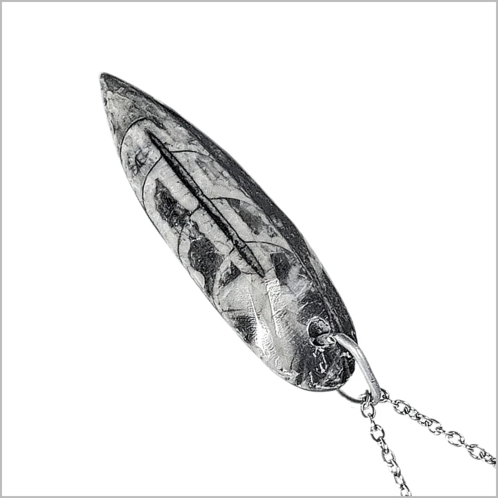 Genuine Orthoceras Fossil Pendant with Stainless Steel Necklace. NWOT